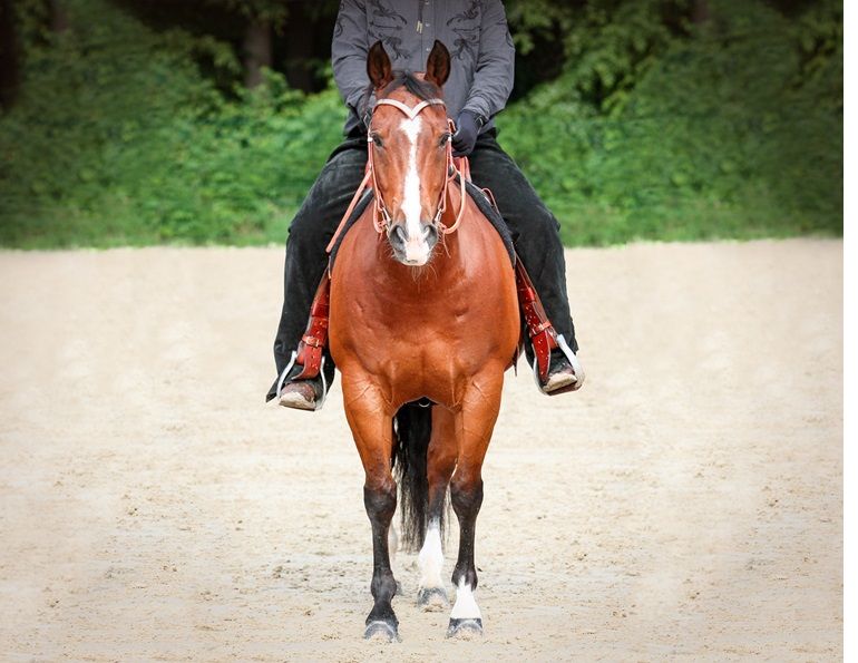 shelagh niblock equine nutritionist, does horse need vitamin b? nutritional yeast horse, b vitamins horse, older horse supplements