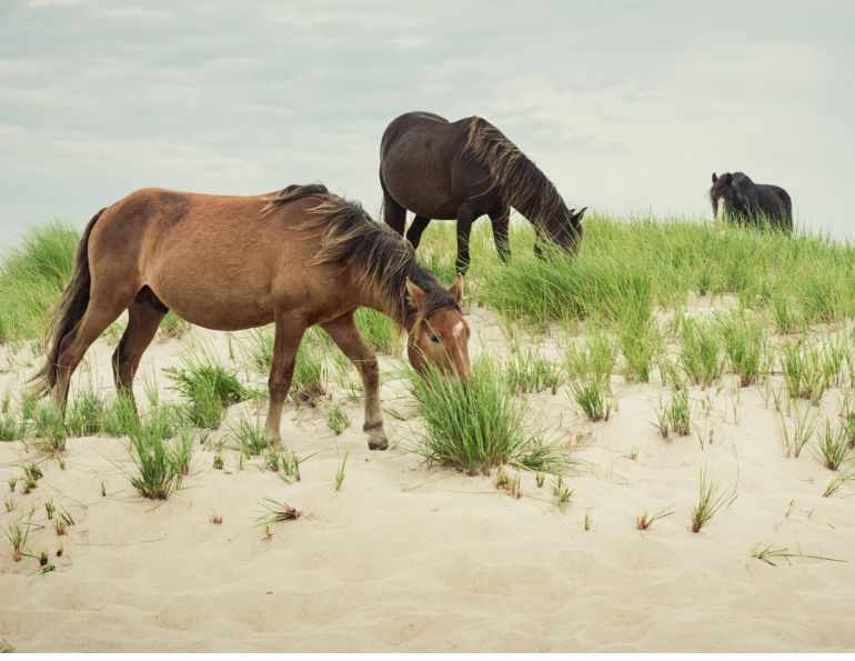 sable island horses, margaret evans, endangered equine species, endangered horses, wild horses