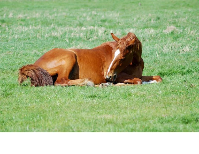 equine grass sickness, equine alzheimers, horse alzheimers, horse grass sickness, university of edinburgh, royal dick school of veterinary studies equine grass sickness, equine alzheimers, horse alzheimers, horse grass sickness, university of edinburgh, royal dick school of veterinary studies