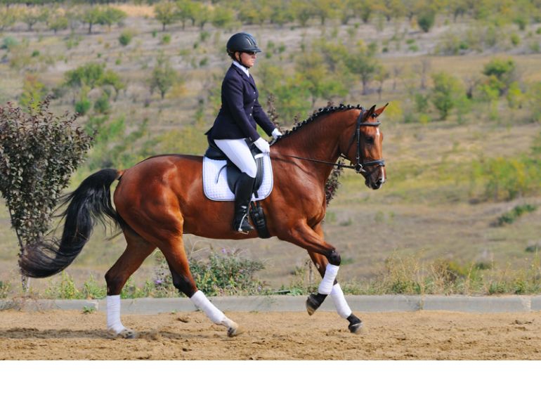 karen pavicic training riding forward dressage impulsion, power dressage fei trainer dressage engage hind
