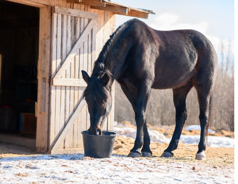 prevent colic horse, equine colic in winter, is horse getting enough water, national code of practice equines, equine guelph colic risk rater