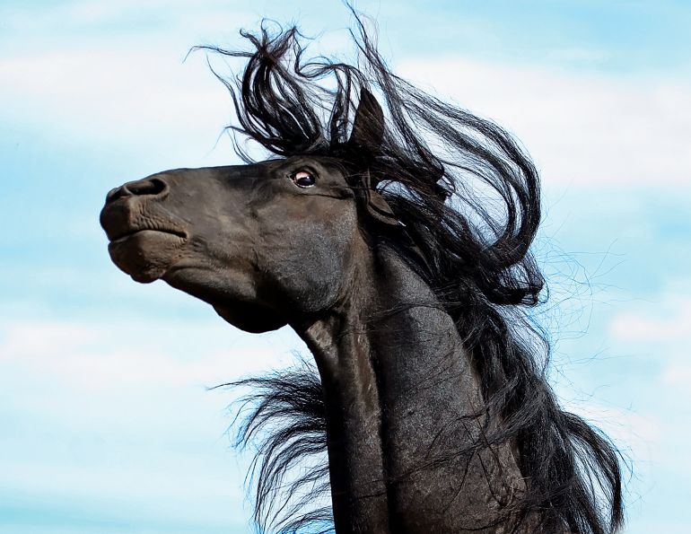 desensitizing horse, my horse is spooky, whole horse podcast, alexa linton, horse scared, how to disensitize horse, trauma horse, horse signals, freedom based horse training, emotional horsemanship, lockie phillips