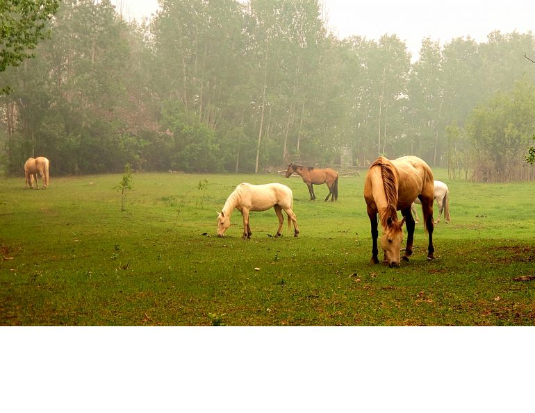 equine asthma, pollution horses, equine guelph studies asthma, horse airway problems