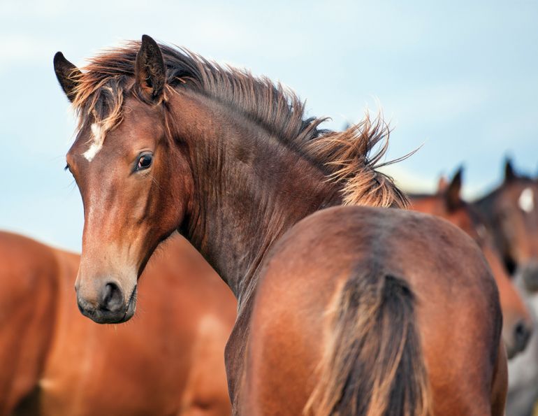 feeding a foal, food for a colt, filly nutrition, horse nutrition, growing horse, shelagh niblock