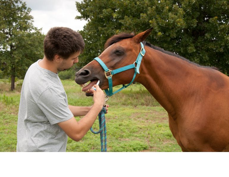 ivermectin for horses, ivermectin covid