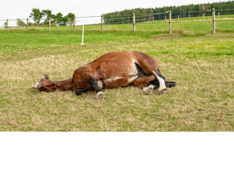equine colic surgery, horse colic surgery, what happens after colic surgery