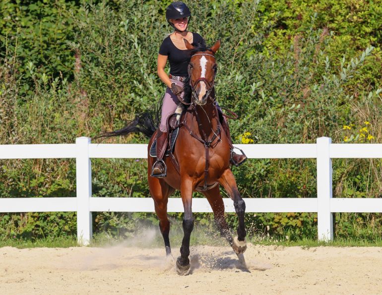 how do i deal with a difficult horse? will clinging advice on training, my horse is spooky, my horse overreacts, how do horses learn?