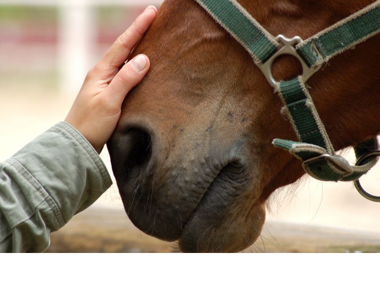 Therapeutic Riding Not Stressful For Horses, equine anxiety, horse anxiety, therapeutic riding good for horses, ptsd therapy horses Therapeutic Riding Not Stressful For Horses, equine anxiety, horse anxiety, therapeutic riding good for horses, ptsd therapy horses