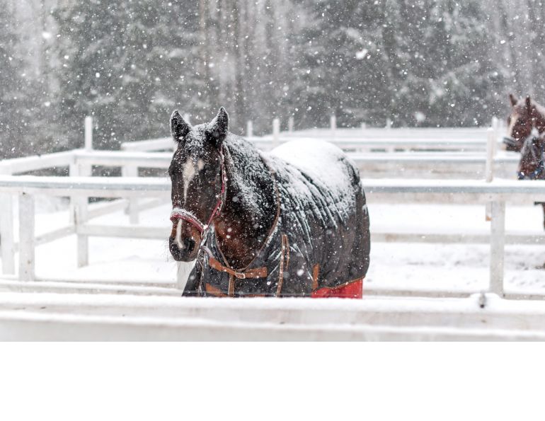 Waterproofing Horse Blankets, bucas blankets, how to waterproof horse gear, skyline equine