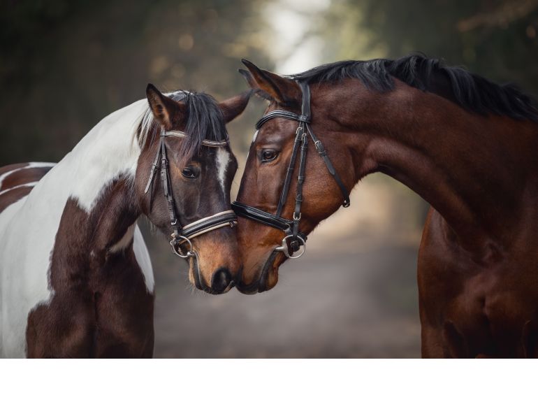 ehv-1 research, ontario veterinary college research, horse infection control, virus isolation horses, equine guelph