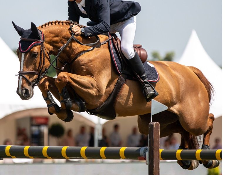 carbon footprint horses, greenhouse gasses horses, international society for equitation science conference march 2024