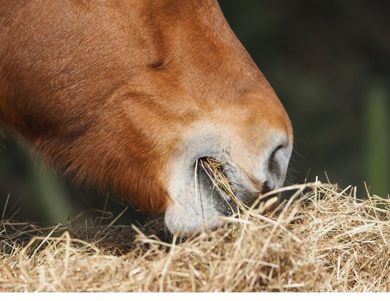 nutrition in timothy hay, nutrition in alfalfa horses, feeding horses without hay, nutrition for horses, feeding horses on a budget, equine nutrition