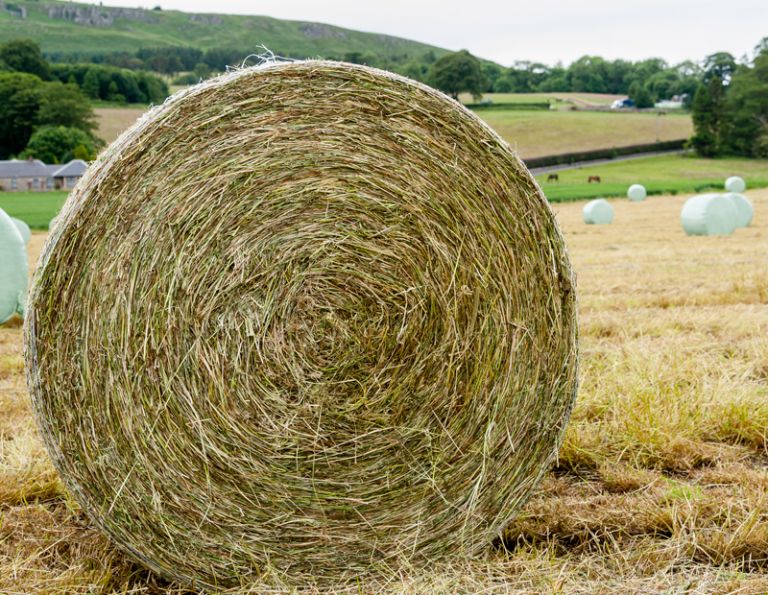 what type of hay should i give horse, horse haylage versus horse silage versus hay for horses shelagh niblock