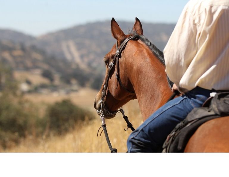 backcountry horse riding Canada, equine first aid Canada, wilderness horse safety, trail riding risks, horse riding preparation, Canadian outdoor riding tips, equine emergency preparedness, backcountry safety horses, horseback riding mountains Canada, wilderness survival horse riding