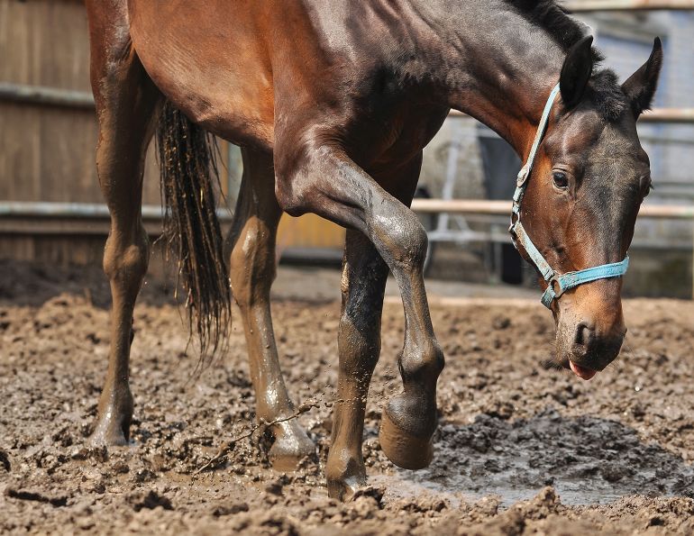 How to prevent equine thrush, what is equine thrush?, understanding equine thrush, how to combat thrush in horses, equine anaerobic infection, equine Fusobacterium necrophorum, Fusobacterium necrophorum in horses, how to treat thrush in horses, how to treat equine thrush, proper equine hoof care