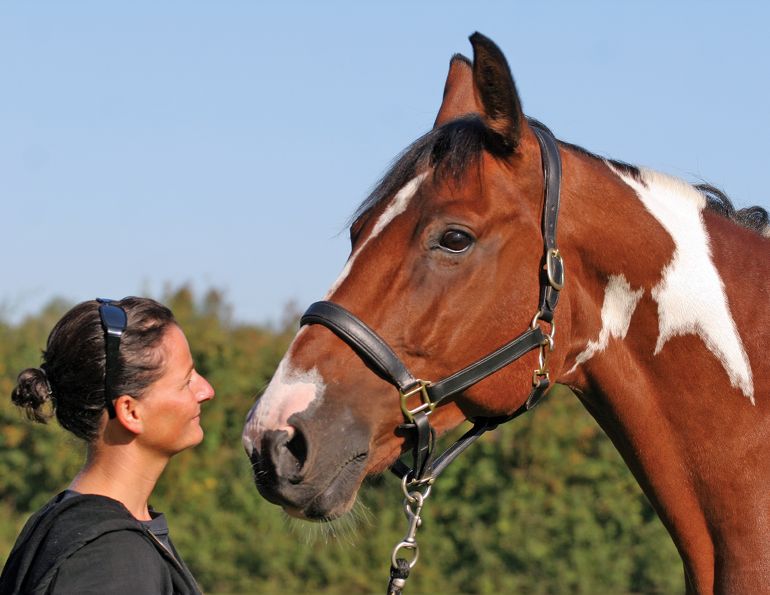 horse recovery, equine rehabilitation, laminitis recovery horse, horse health Canada, equine wellness, horse injury recovery, holistic horse care, equine nervous system, horse care tips Canada, equine management, chronic laminitis horse, horse caregiver support, equine healing process, horse welfare Canada, Canadian horse industry