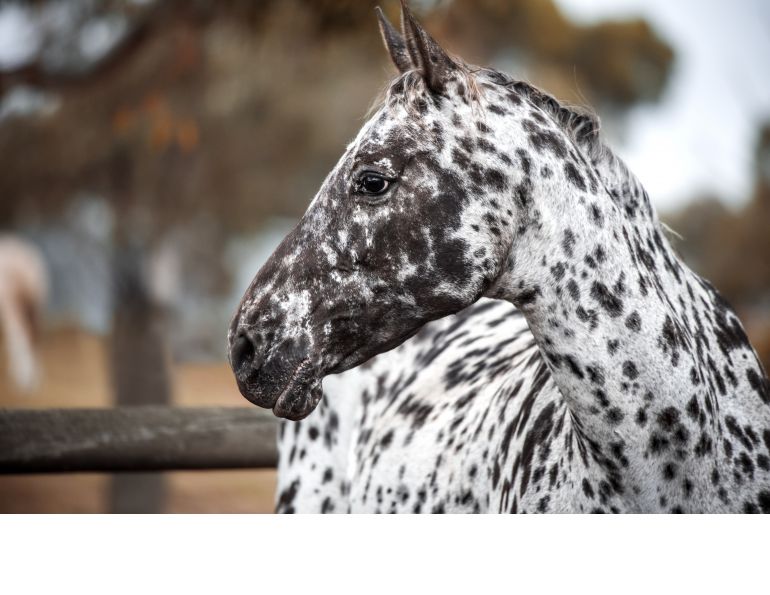 Night Blindness horses, is my horse blind, equine gene mutations, preventing blindless horse, electroretinography horses, csnb2 horse