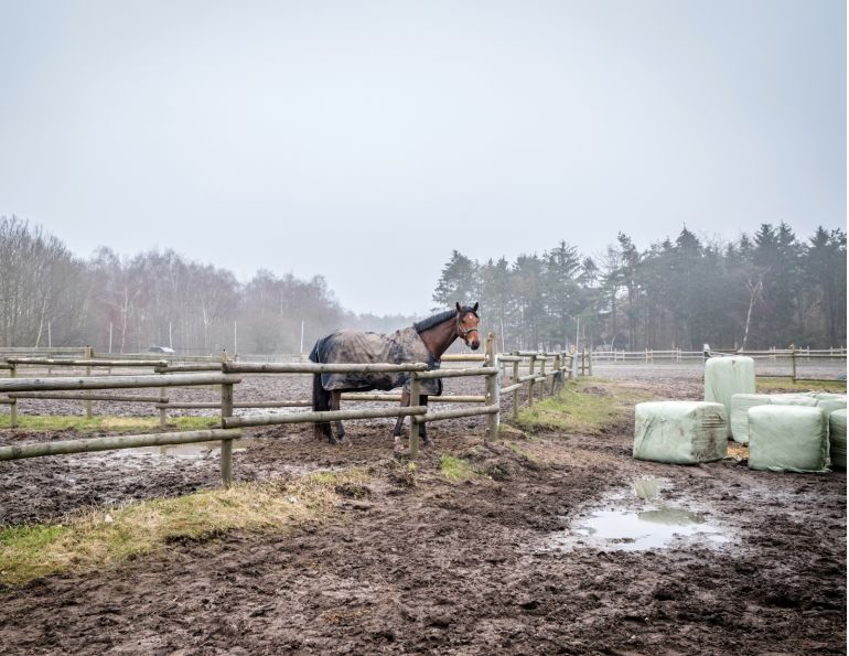 muddy paddock, mud horse, muddy hooves, footing grid, horse sacrifice area, horse paddock, pasture management
