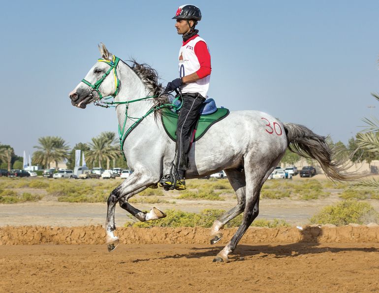 horse heart rate endurance, study on equine heart rates, healthy horse hrrecovery hr resting, equine science update