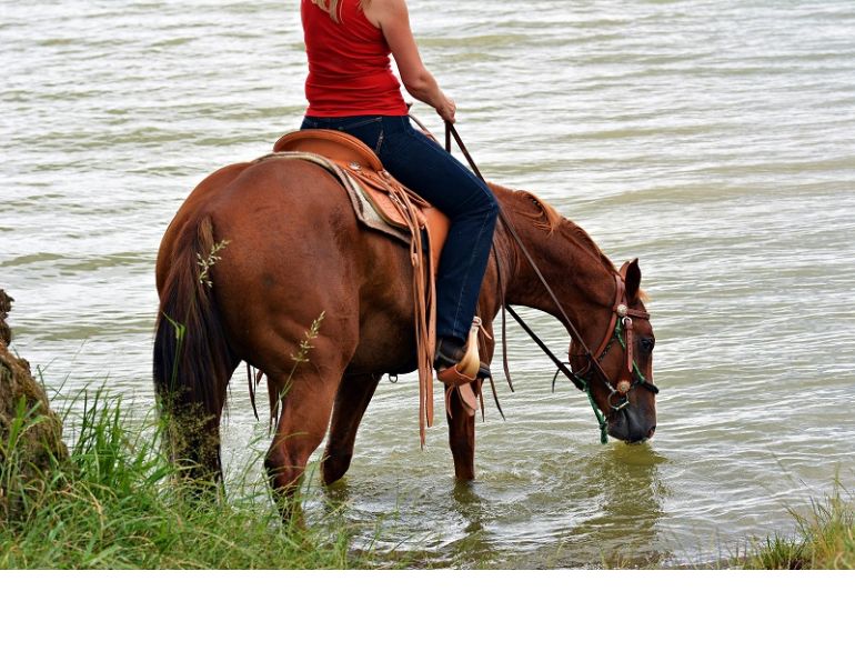 horse dehydration, equine sweating, horse overheating
