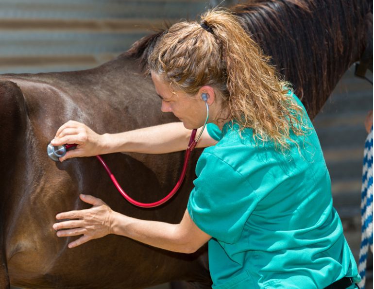  Colic Surgery horses, equine colic surgery, horse care, margaret evans, Dr. Isa Immonen 