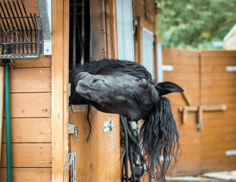 utilize information on horse feed tag label, understanding feed tag label, understanding equine feed tag label