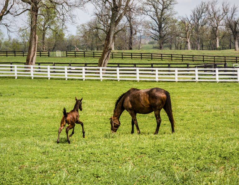Safe horse fencing options, effective horse fencing Options, what makes a good horse fence, choosing effective horse fencing, choosing quality eletrical fencing for horses