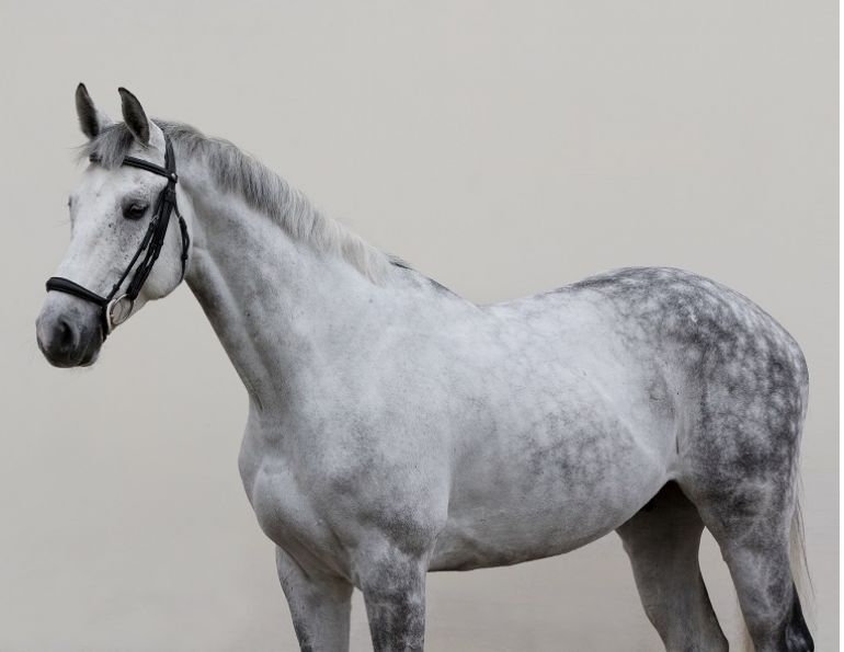 equine nosebands, equine martingales, horse whips, draw reins, tack allowed equestrian competition, aqha competition rules, equestrian canada competition rules