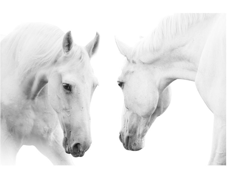 Equine Sports Therapy, Alexa Linton, equine cranial bones, equine skull