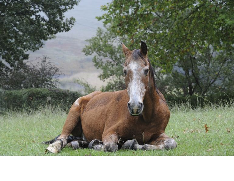 senior horse older horse aging horse laminitis older horse impaction colic older horse cushings older horse ppid older horse dental problems older horse senior horse older horse aging horse laminitis older horse impaction colic older horse cushings older horse ppid older horse dental problems older horse
