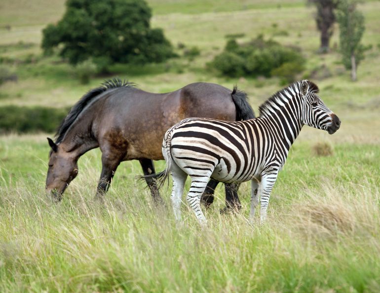 Do zebra stripes repel flies? are zebra striped horse blankets helpful? why do zebras stripes repel flies