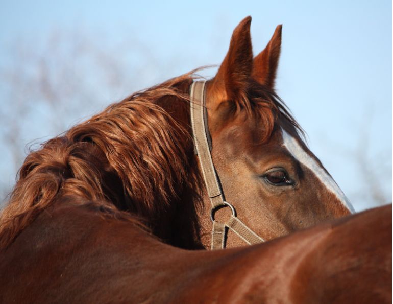 equine spinal problems, equine musculoskeletal system, equine Wobbler Syndrome, equine Neck radiographs, equine Thoracolumbar Spine, equine Pelvic Palpation