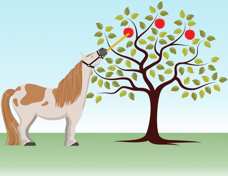 horse psychology, use of tools horses, history horses, equestrian history, how smart are horses, equine science update