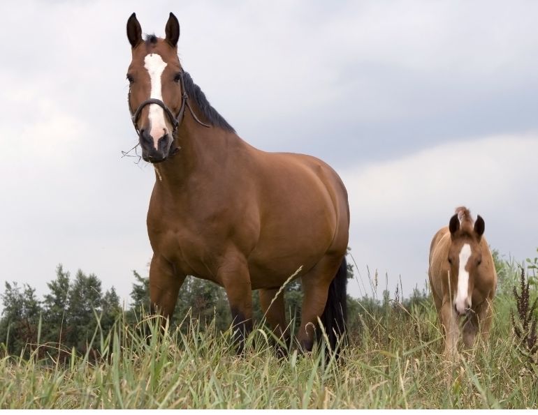 taxes horse farm, taxes horse ownership, canada taxes horse owners, taxing horse services