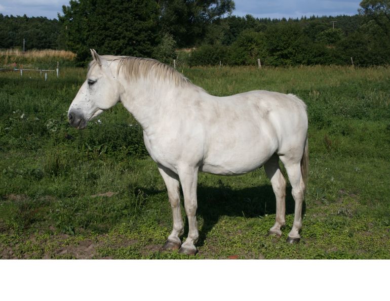 Equine Metabolic Syndrome, equine Obesity, fat horses, equine fat tissue, obese horses, equine insulin resistance, equine laminitis Equine Metabolic Syndrome, equine Obesity, fat horses, equine fat tissue, obese horses, equine insulin resistance, equine laminitis