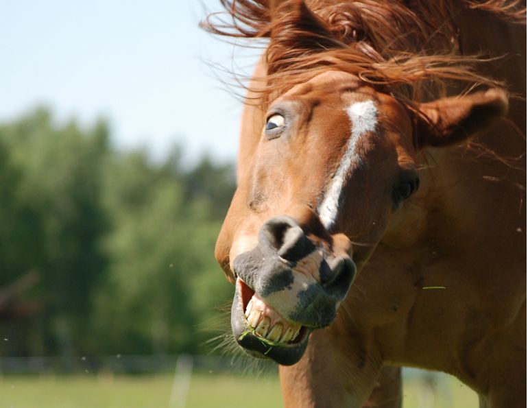headshaking horse, equine headshaking, horse shaking head, headshaking syndrome, percutaneous electrical nerve stimulation, pens neuromodulation