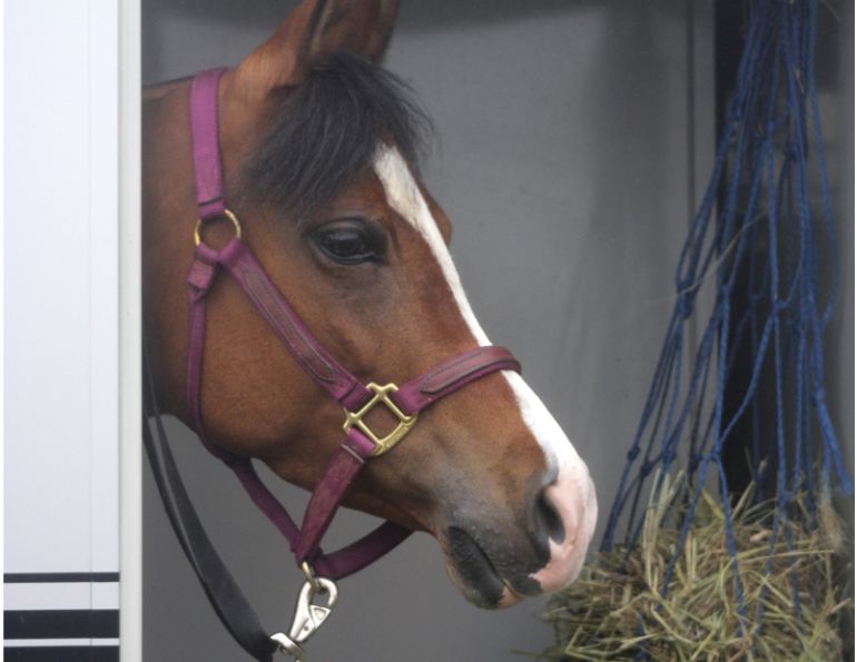 Transporting Horses with Fractures, Washington State University, horse veterinary, signs of fracture horses, sudden horse lameness, stabilize broken horse leg, horse care